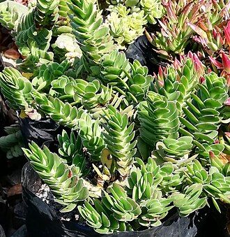 Crassula ciliata: Crassula ciliata