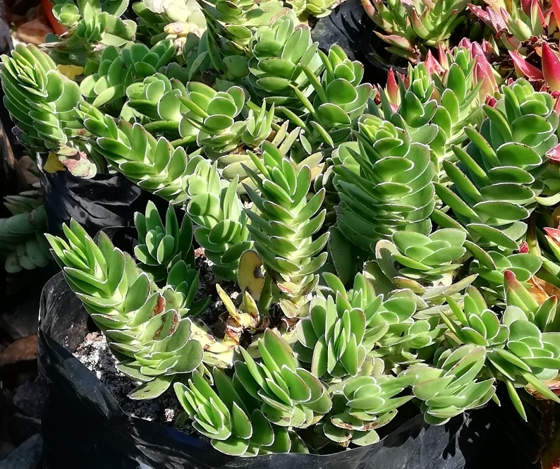 Crassula ciliata: Crassula ciliata