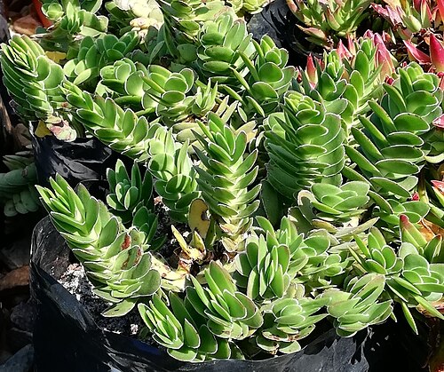 Crassula ciliata: Crassula ciliata