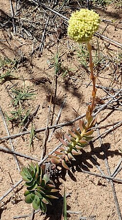 Crassula ciliata: Crassula ciliata plant