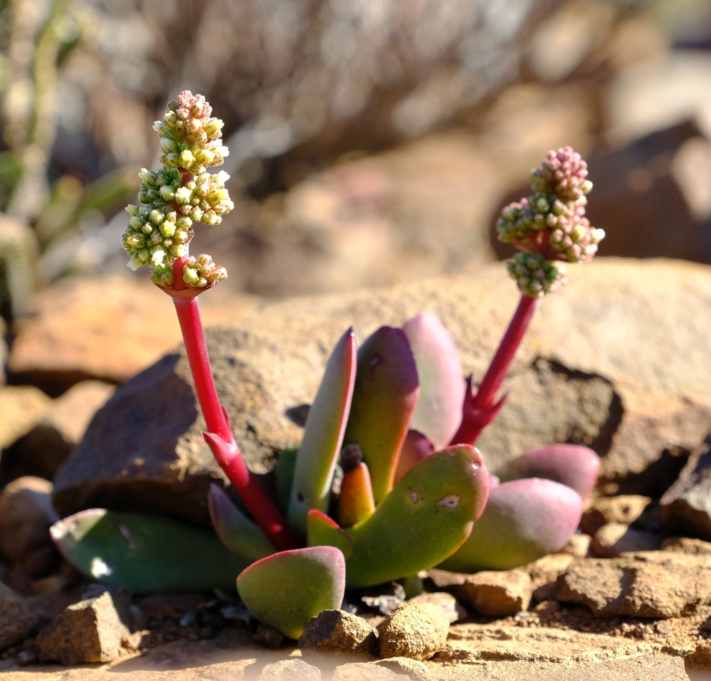 Crassula clavata: Crassula clavata plant