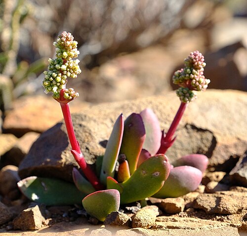Crassula clavata: Crassula clavata plant