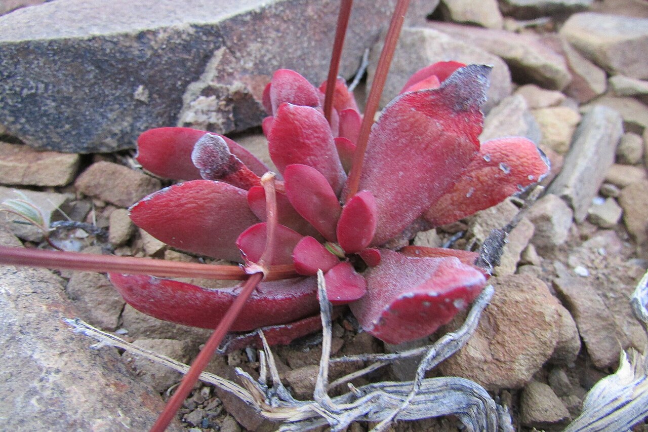 Crassula clavata: Crassula clavata in South Africa