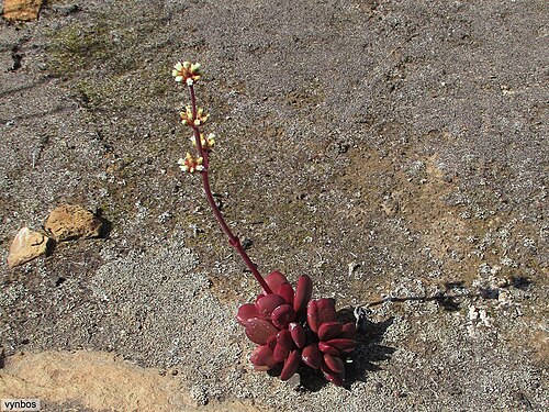 Crassula clavata: Crassula clavata plant