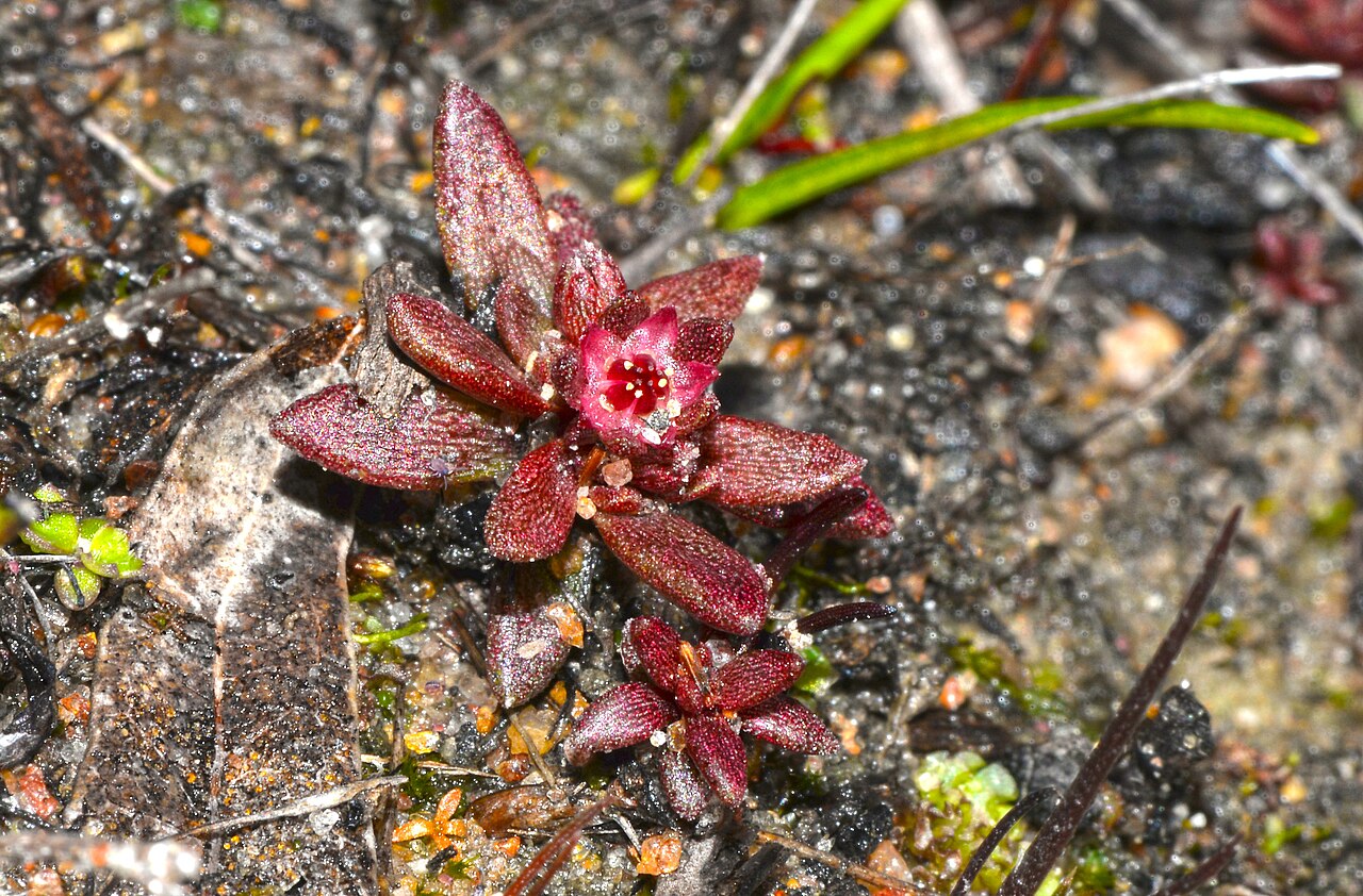 Crassula closiana: Crassula closiana plant