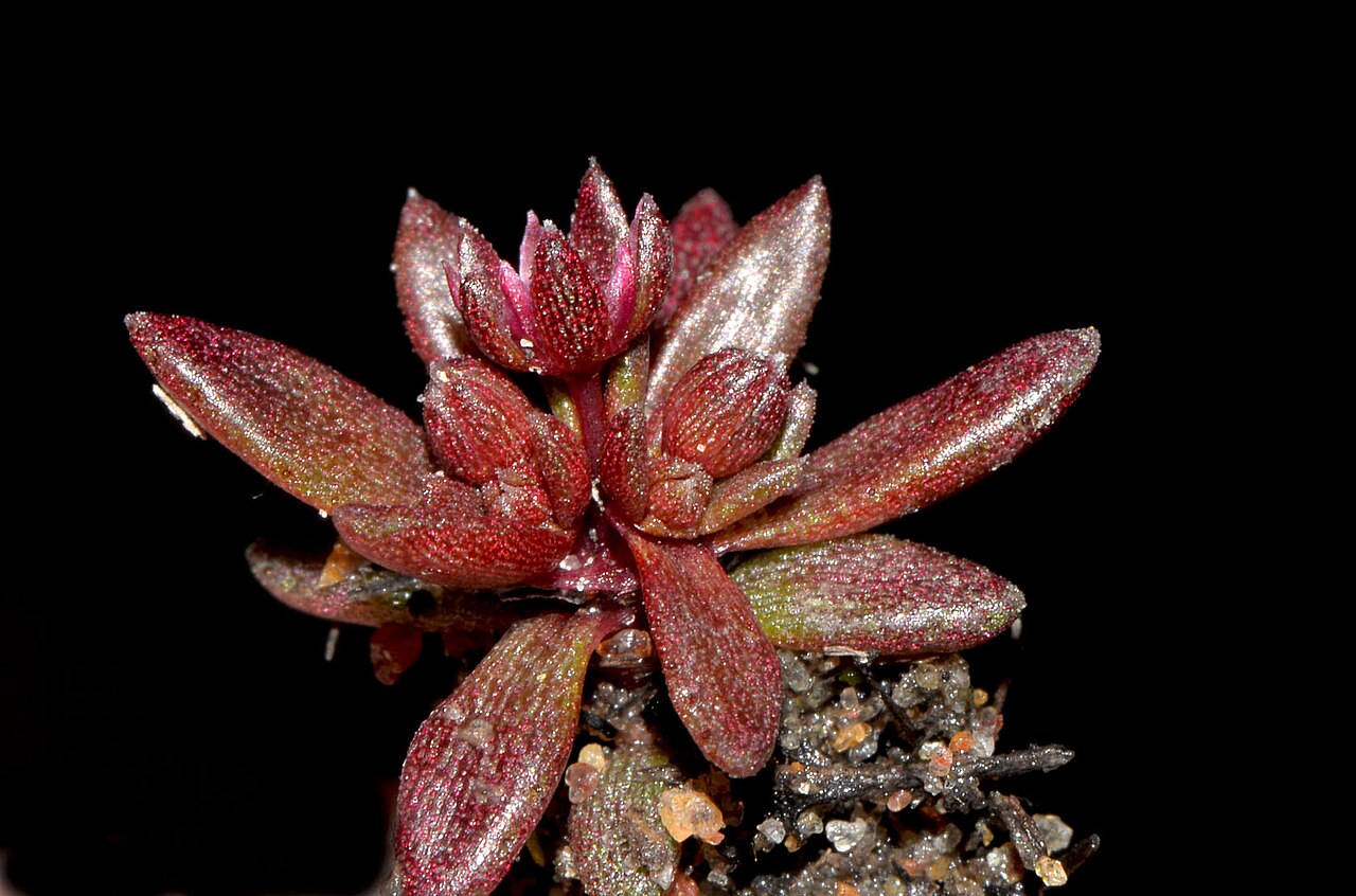 Crassula closiana: Crassula closiana plant