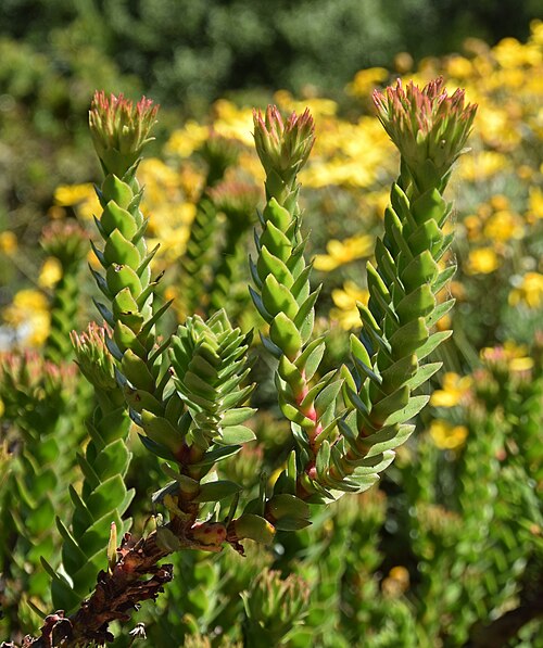 Red crassula: Crassula coccinea in Dunedin Botanic Garden, Dunedin, New Zealand