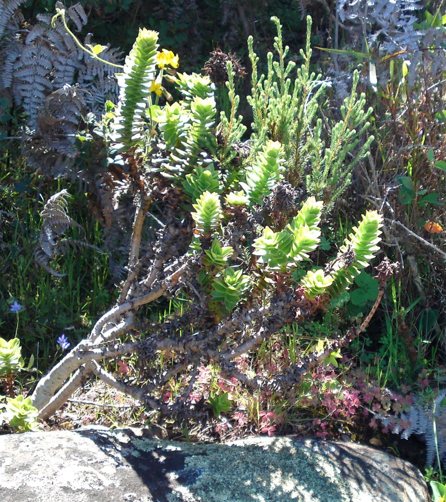 Red crassula: Crassula cocinea on contour path, Devil's Peak, Table Mountain.