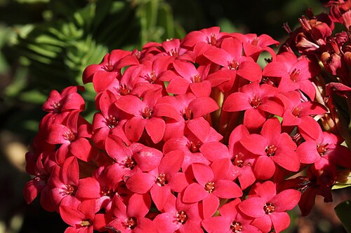 Red crassula: Crassula coccinea , known as the "red crassula" flowering in Kirstenbosch, Cape Town South Africa.
