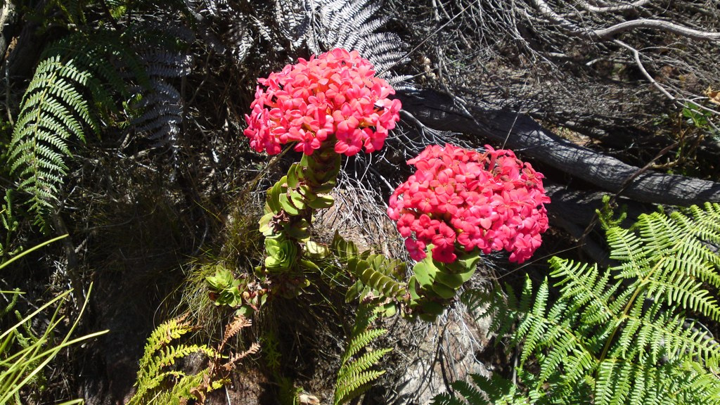 Red crassula: Flowers of Crassula coccinea on contour path, Devil's Peak, Table Mountain.