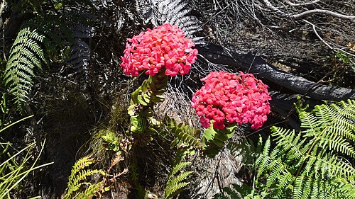 Red crassula: Flowers of Crassula coccinea on contour path, Devil's Peak, Table Mountain.