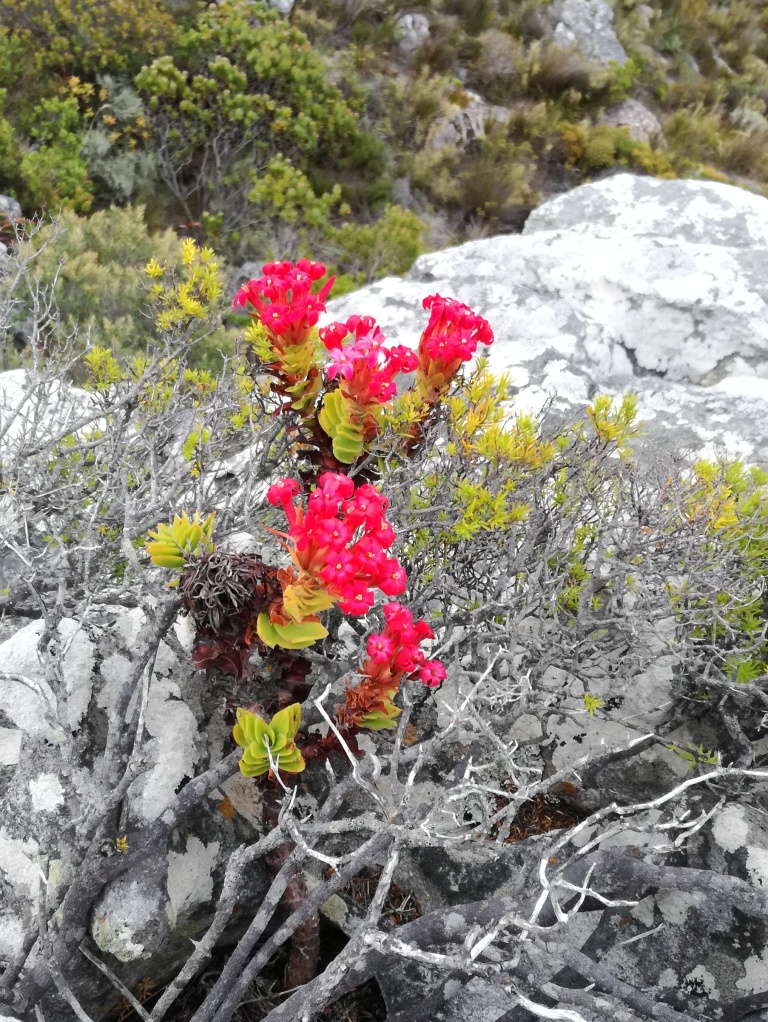 Red crassula: Crassula coccinea Klipblom - Cape Peninsula