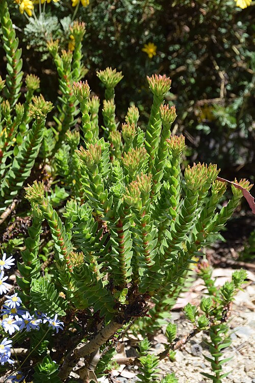 Red crassula: Crassula coccinea in Dunedin Botanic Garden, Dunedin, New Zealand