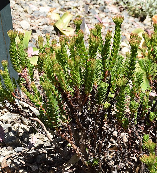 Red crassula: Crassula coccinea in Dunedin Botanic Garden, Dunedin, New Zealand