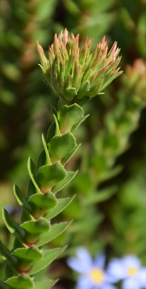 Red crassula: Crassula coccinea in Dunedin Botanic Garden, Dunedin, New Zealand