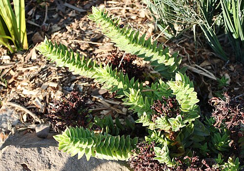 Red crassula: Crassula coccinea or the Klipblom plant. Red-flowered succulent of Cape Mountain Fynbos. Cape Town. South Africa.