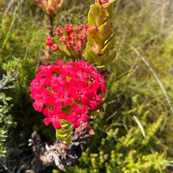 Red crassula (Crassula coccinea)