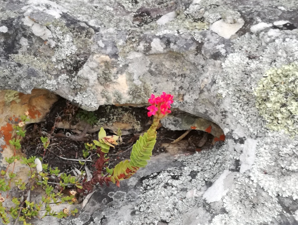 Red crassula: Crassula coccinea Klipblom - Cape Peninsula