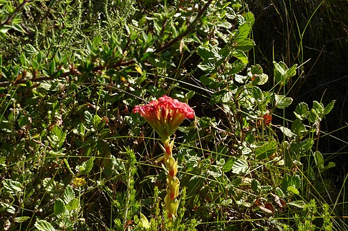 Red crassula: Crassula coccinea L., Skeleton Gorge, Table Mountain, Cape Town, South Africa, 8 February 2013