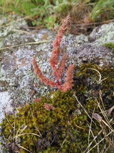 Crassula colligata (Crassula colligata)