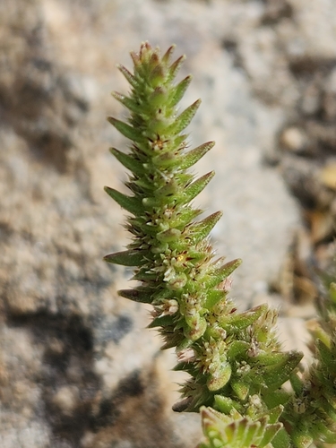 Crassula colligata (Crassula colligata)