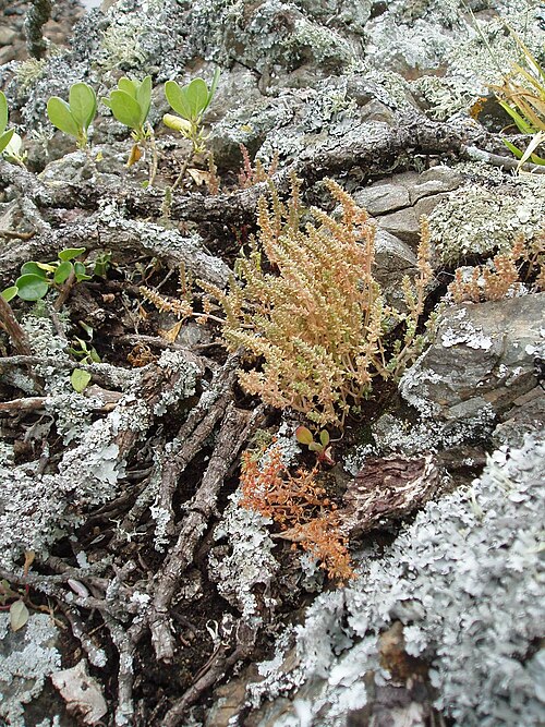 Crassula colligata (Crassula colligata)