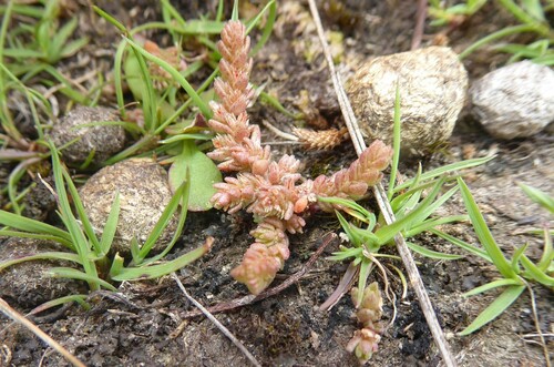 Crassula colligata (Crassula colligata)