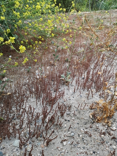 Crassula colligata (Crassula colligata)