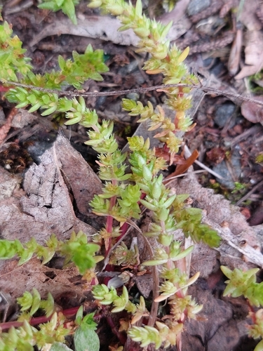 Crassula colligata (Crassula colligata)