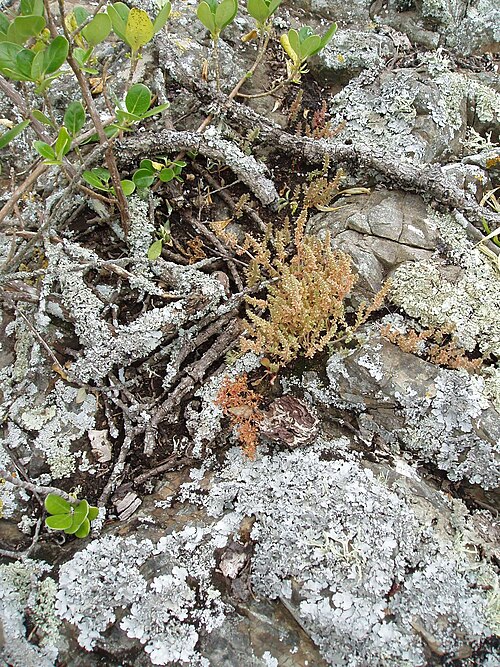 Crassula colligata (Crassula colligata)