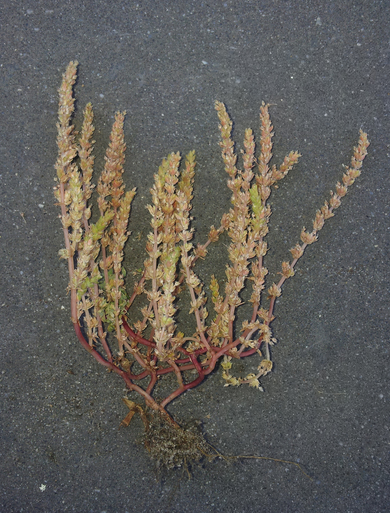 Crassula colligata (Crassula colligata)