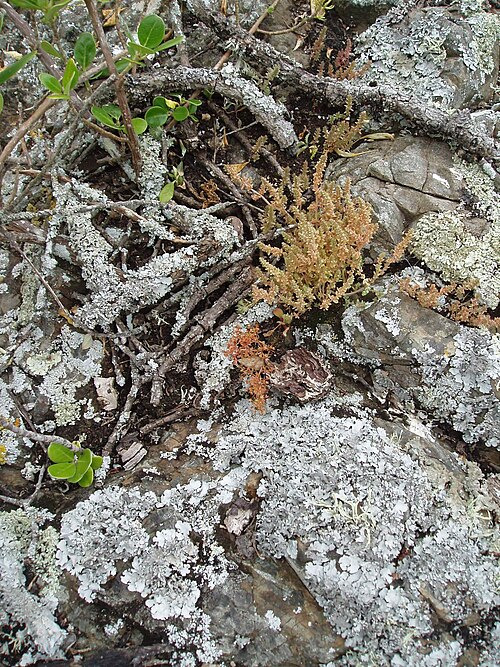 Crassula colligata (Crassula colligata)