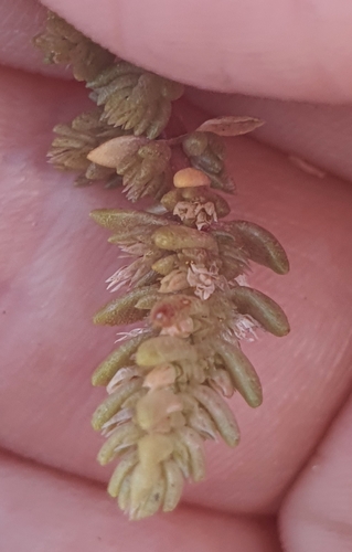Crassula colligata (Crassula colligata)