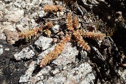 Crassula colligata: Crassula colligata in Wainui Bay, Tasman