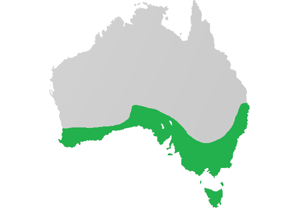 Crassula colligata: Crassula colligata range in australia
