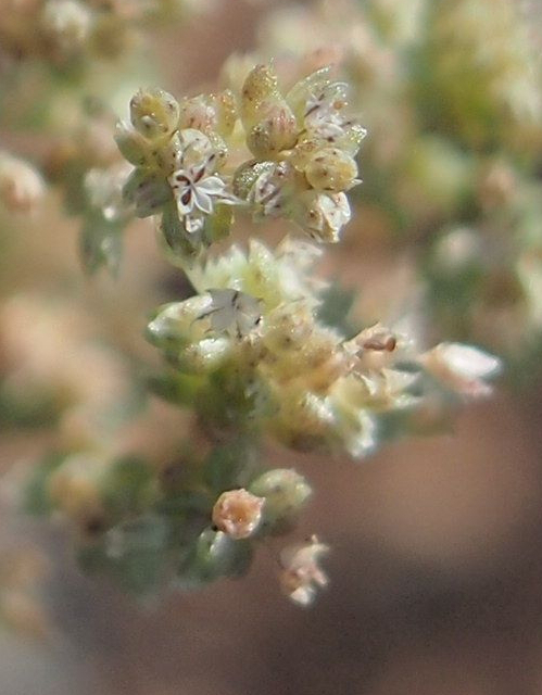 Crassula colorata: Crassula colorata capsule