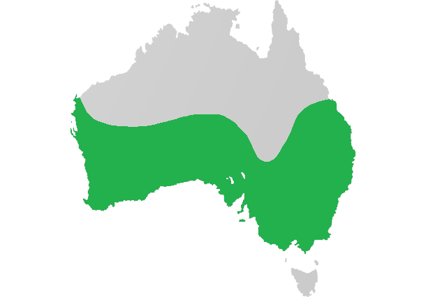 Crassula colorata: Crassula colorata native range