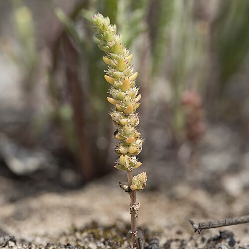 Crassula colorata: Crassula colorata plant