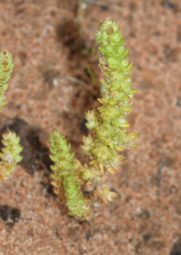 Crassula colorata (Crassula colorata)