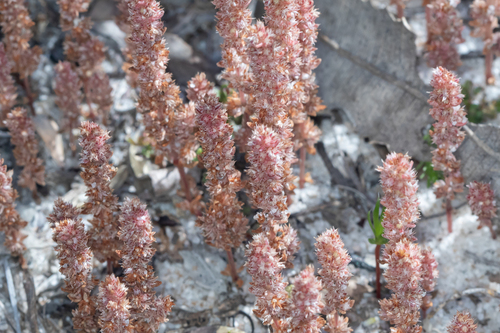 Crassula colorata (Crassula colorata)