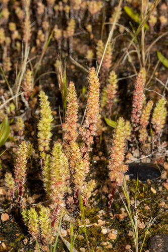 Crassula colorata (Crassula colorata)