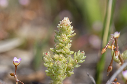 Crassula colorata (Crassula colorata)