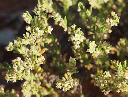 Crassula colorata: Crassula colorata flowers and foliage