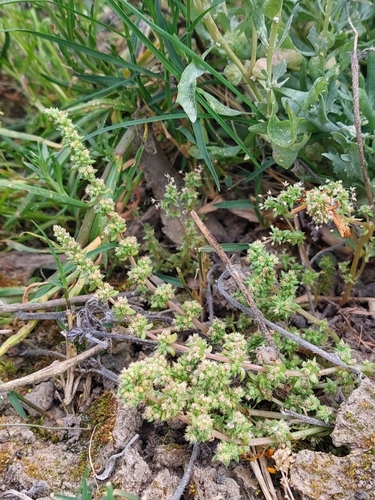 Crassula colorata (Crassula colorata)