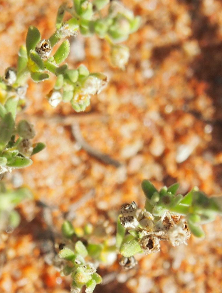 Crassula colorata: Crassula colorata fruit