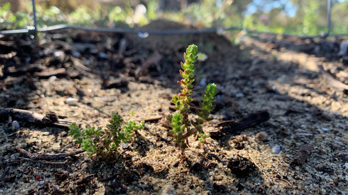 Crassula colorata (Crassula colorata)