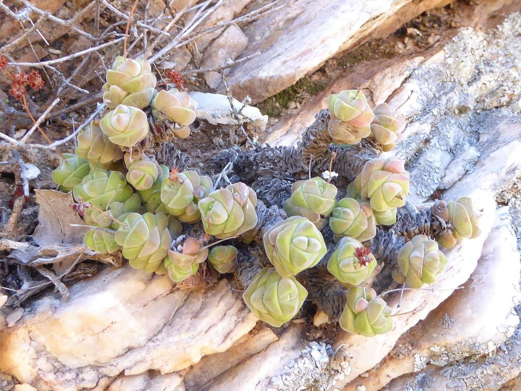 Crassula columella: Crassula columella plant