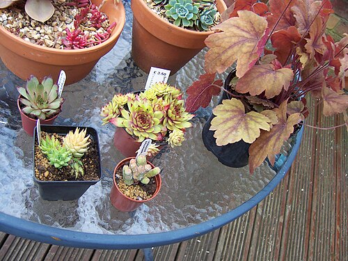 Crassula columella: BBC Gardener's World Loot. - Haworthia Elivae Paellnitziam , Crassula columella , Sempervivum Nortof's Hybrid and Sempervivum 'Hullabaloo' . Plus one Heuchera S