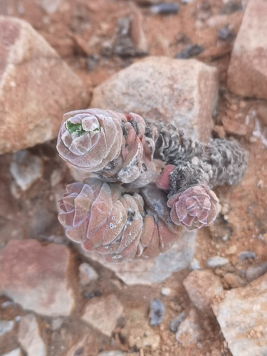 Crassula columella (Crassula columella)