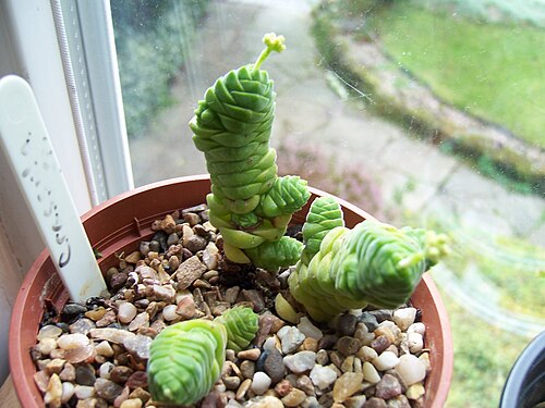 Crassula columella: Crassula Columnella
